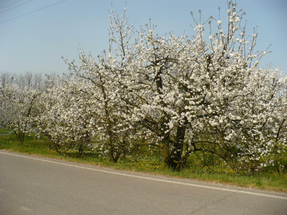 L'Albero Della Gioia Bed and Breakfast Villanova sull'Arda Buitenkant foto