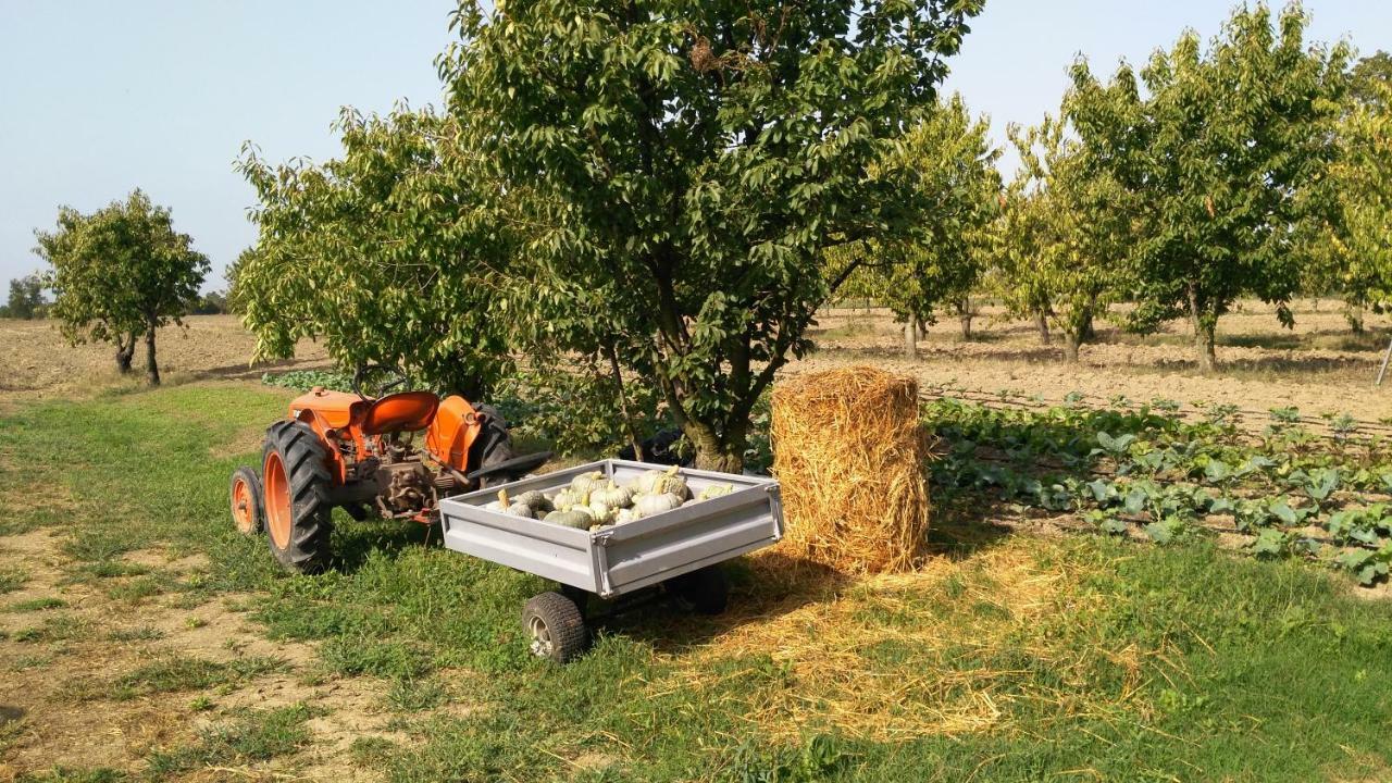 L'Albero Della Gioia Bed and Breakfast Villanova sull'Arda Buitenkant foto